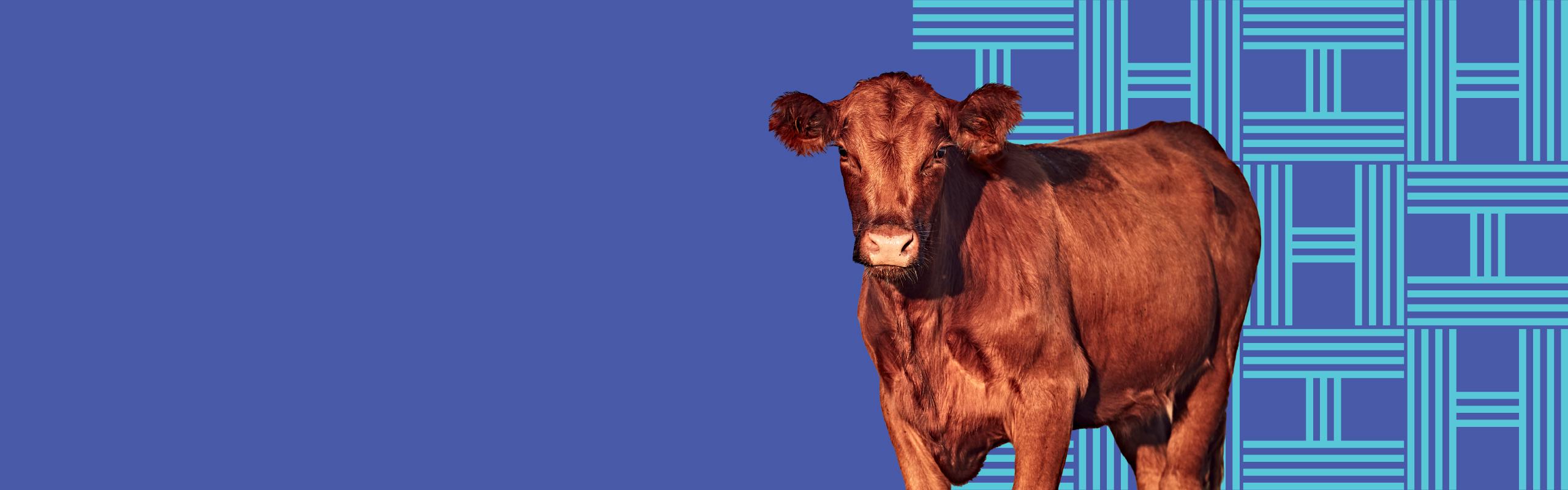 Brown cow on graphic background