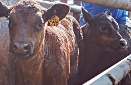 Beef calves in chute