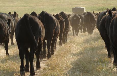 beef cattle following feed truck