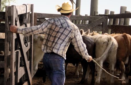 beef producer closing cows into pen