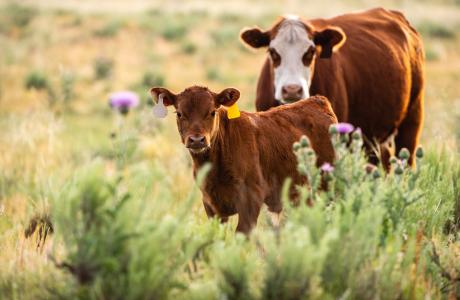 Cattle standing in a field to represent building immunity against BRD