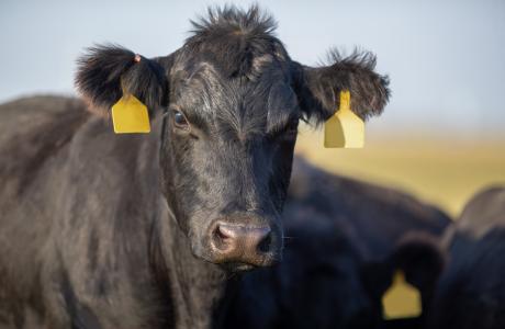 Close up of a beef animal to represent Refugia resistance