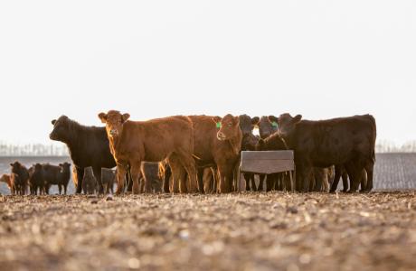 Heifers in a yard to represent pour on deworming