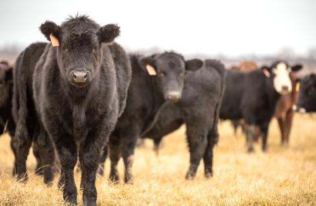 Herd of cattle to represent sustainable deworming