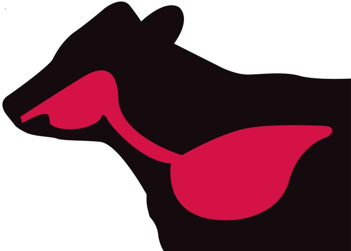 Silhouette of cow with red lung