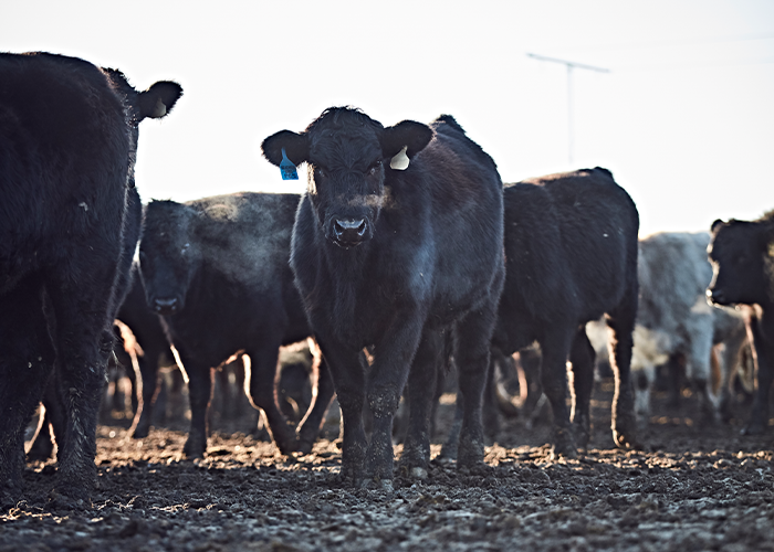 Multiple black cows in a field