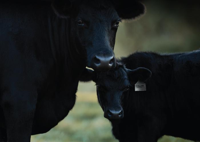 Two black cattle