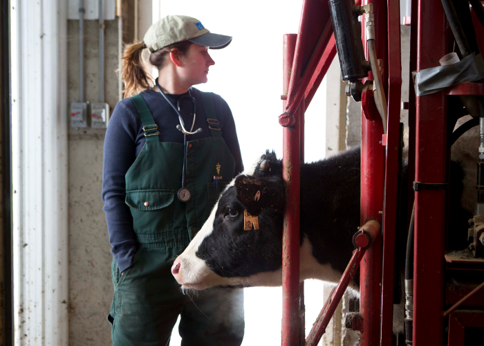 Vet look at cow in barn.