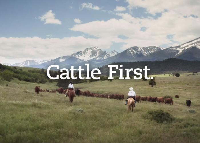 Cattle First