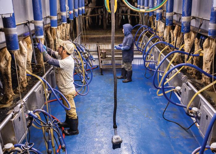 Farm workers in a cattle factory