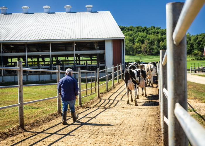 Tom Wegner's dairy farm