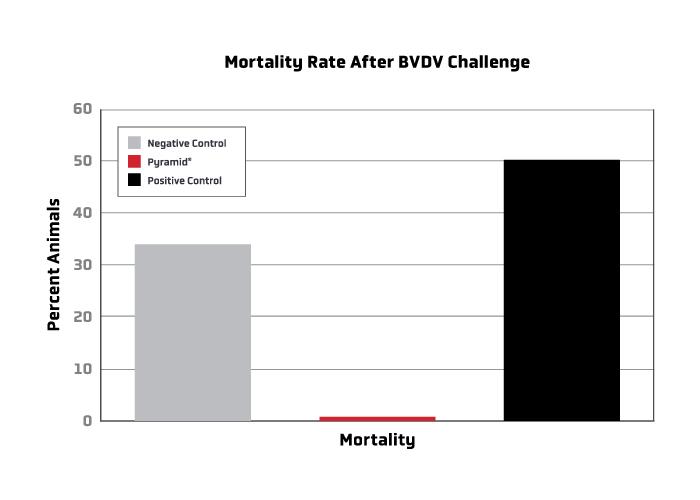 Graph depicting the Mortality rate after BVDV challenge