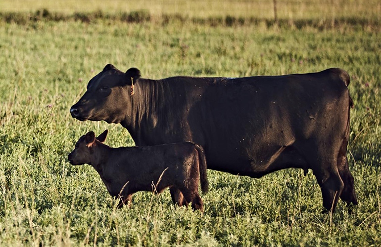 Beef cow and calf standing in green field
