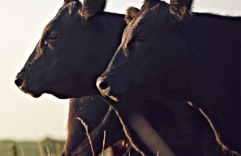 Two beef cattle standing in a field, close up of their heads