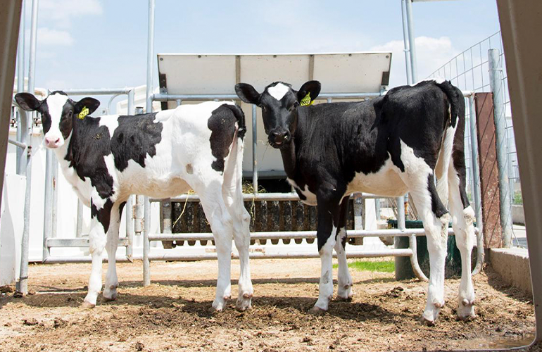 Holstein Calf standing Holstein Calf standing