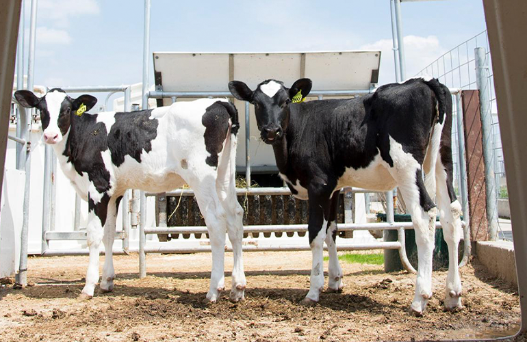 Two calves standing outside and looking at camera