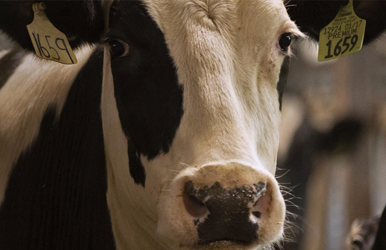 Dairy cow looking at camera close up