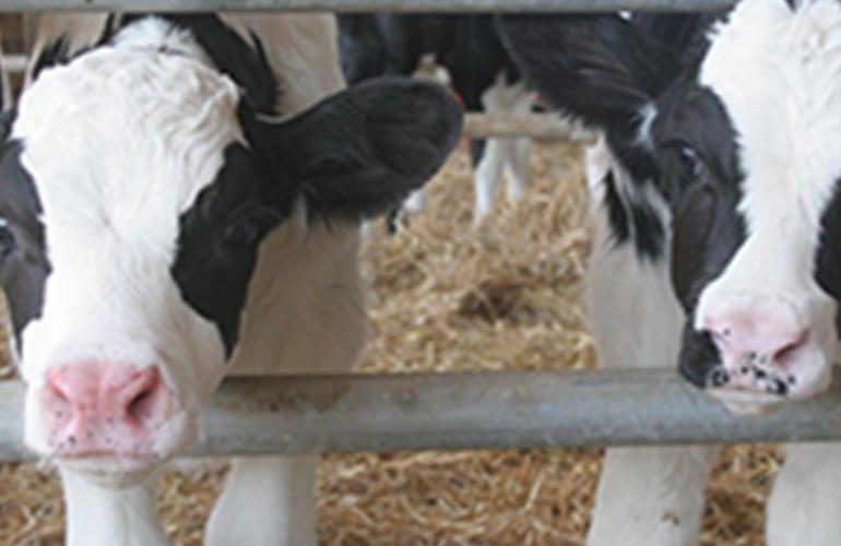 Dairy cows