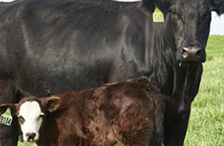 Cattle in field