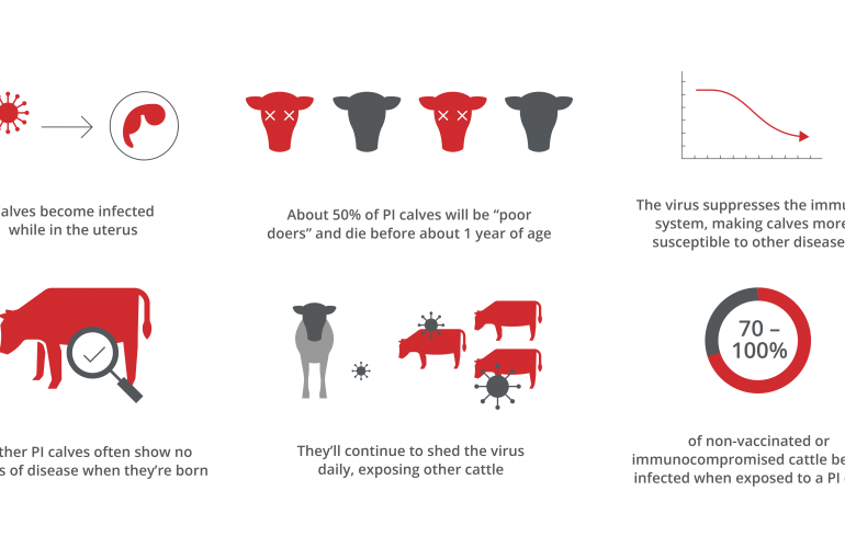 Express® | Boehringer Ingelheim Animal Health