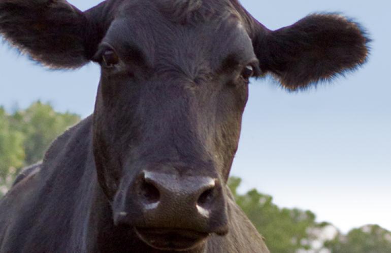 black angus