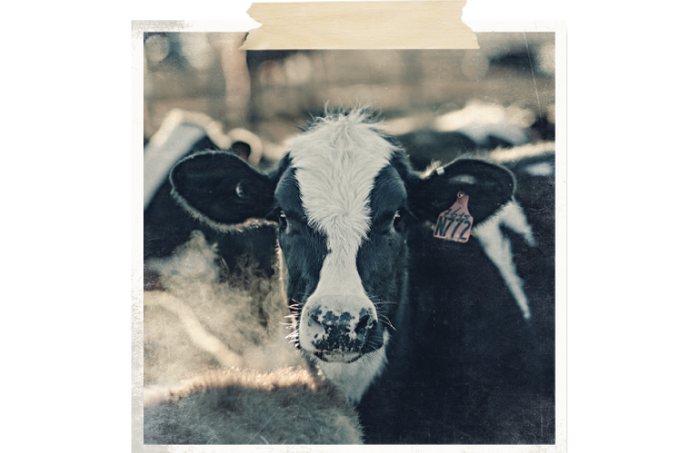 Headshot of a cow in a polaroid image.