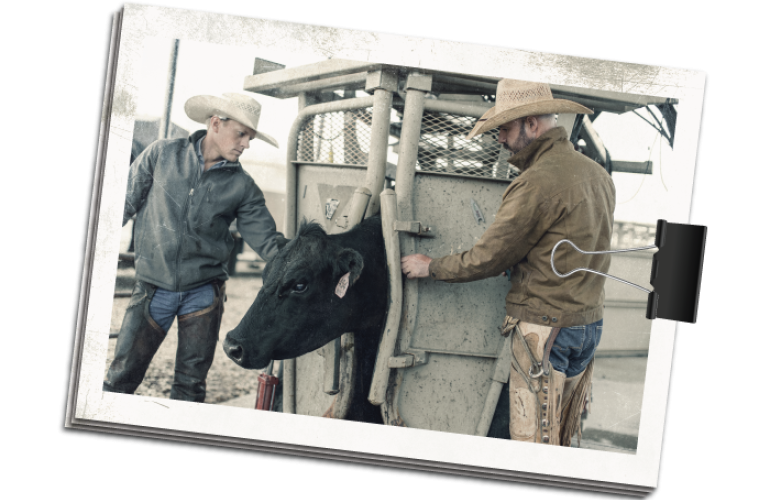 Two ranchers with a black cow
