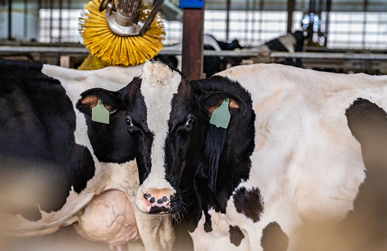 Black and white dairy cow with ear tags stands under a cow brush in a barn.