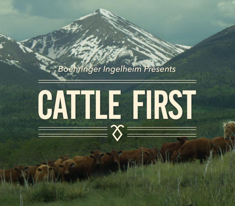 Mountain scene with Cattle and title of movie Cattle First