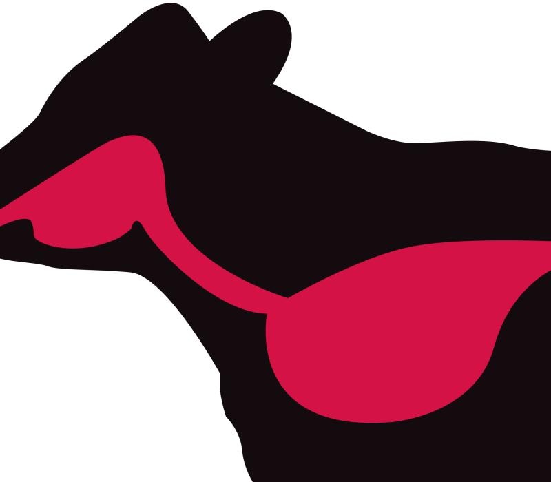 Silhouette of cow with red lung