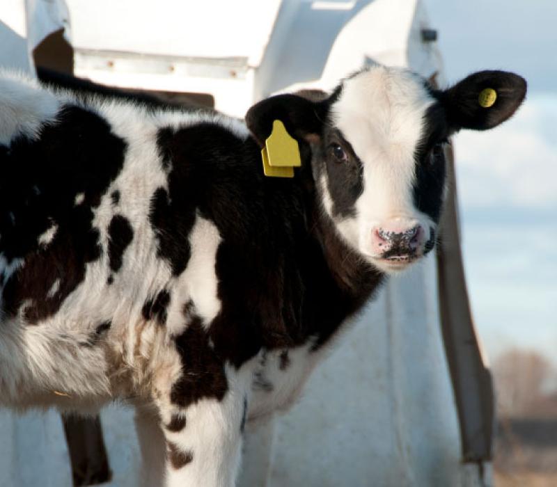 Dairy cow standing next to farm