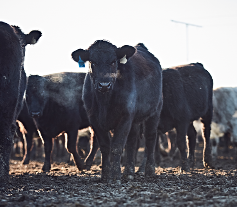 Multiple black cows in a field