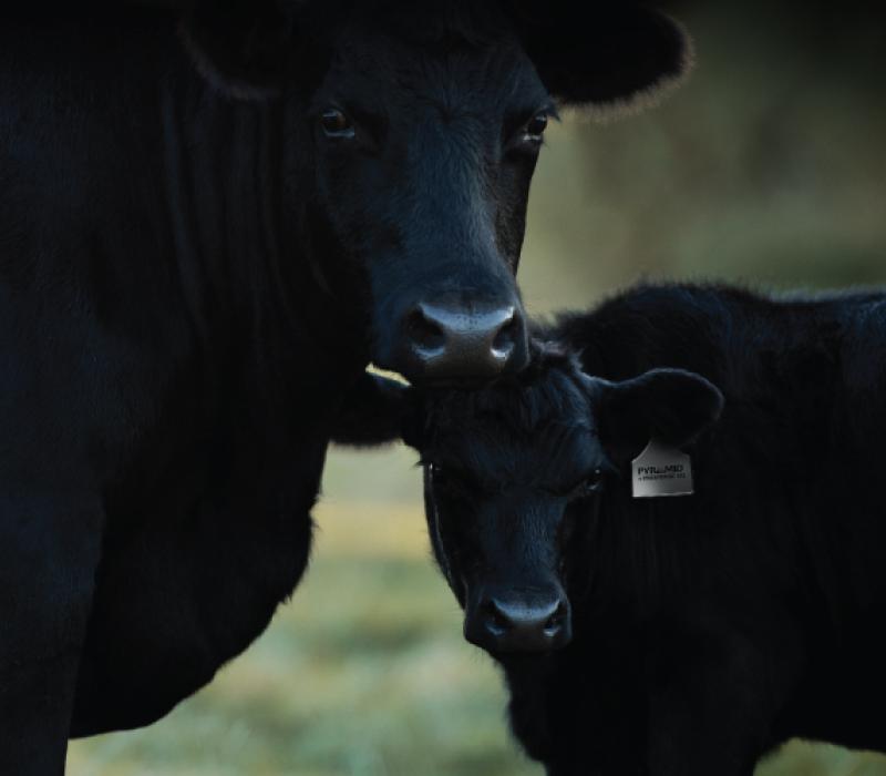Two black cattle