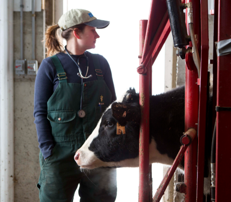 Vet look at cow in barn.