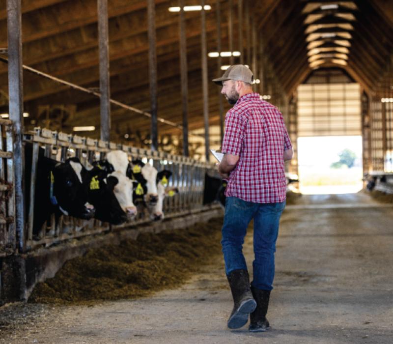 Tom Wegner walking by cattle in stalls