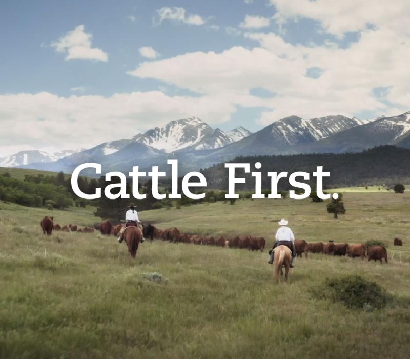 Cattle First