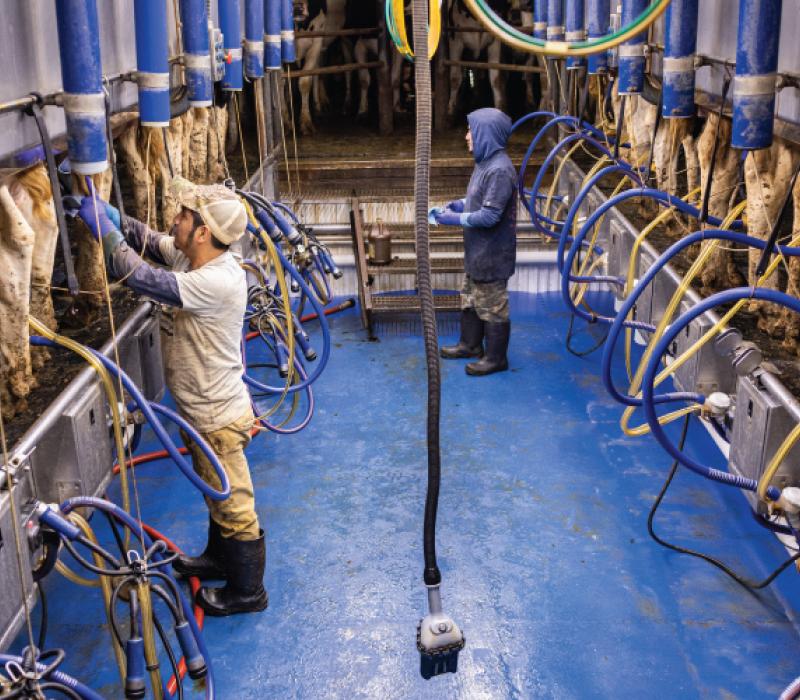 Farm workers in a cattle factory