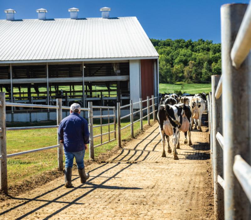 Tom Wegner's dairy farm