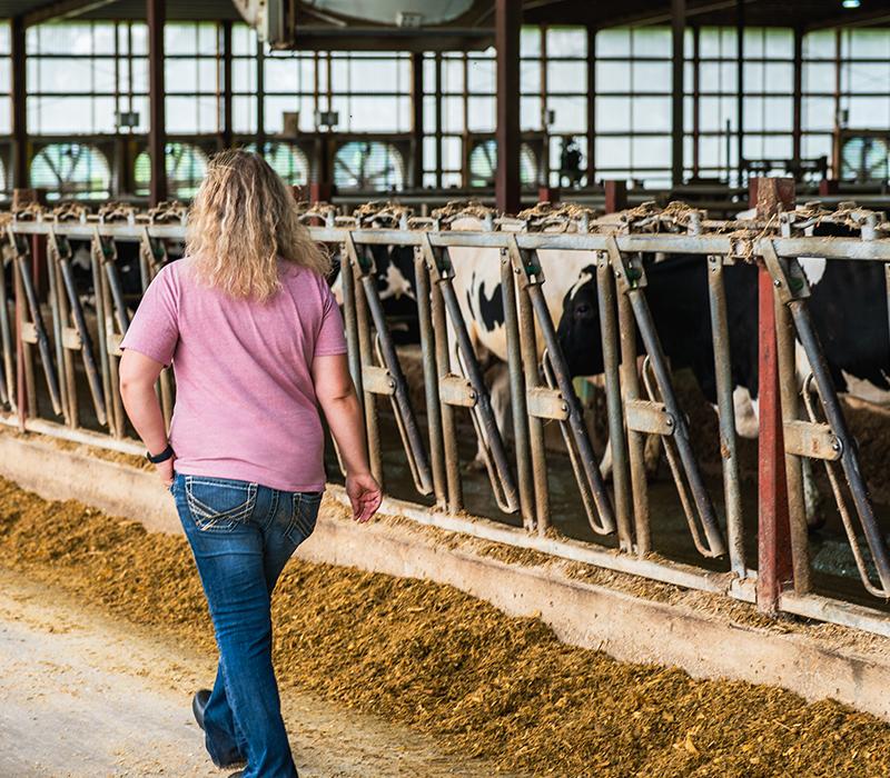 Woman in a pink shirt walks past cows in a dairy barn.