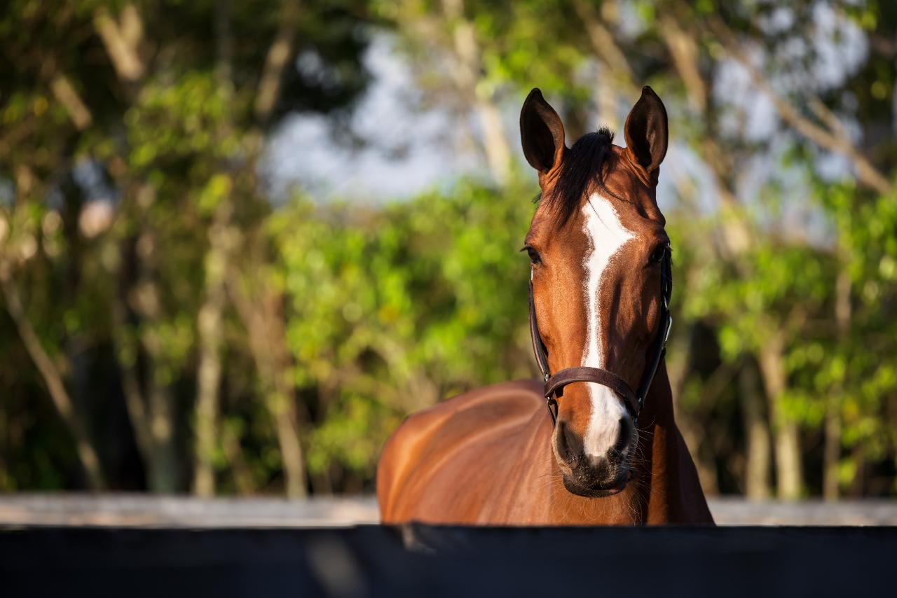 Brown horse behind fence