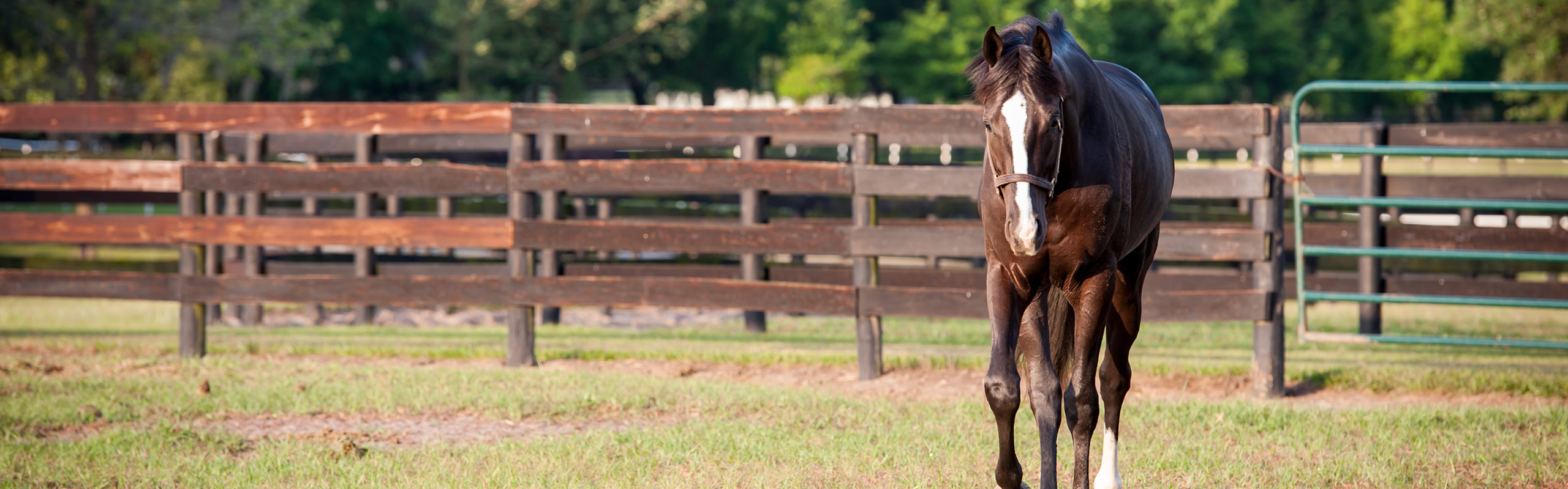 Boehringer Ingelheim Equine Rebates 2024