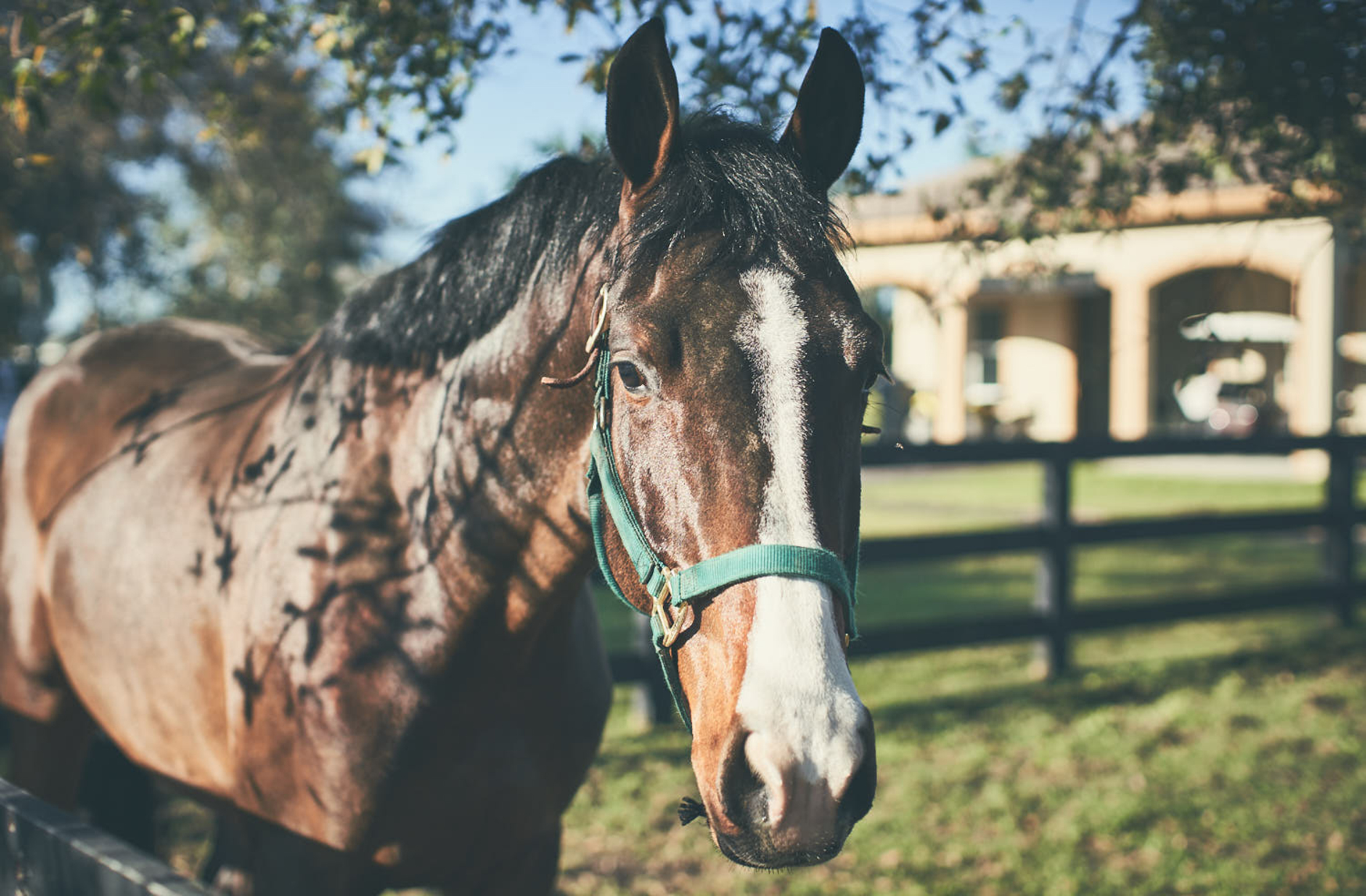 Horse standing in a field.