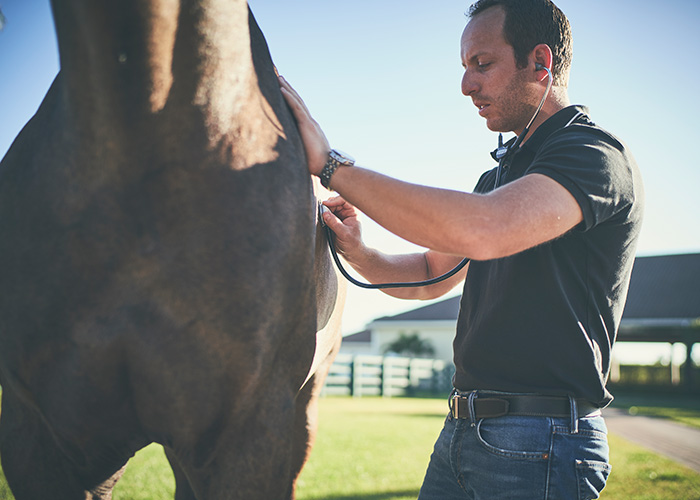 Vet checking horse's heartbeat with stethoscope