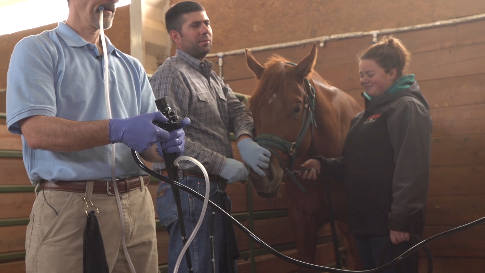3 veterinarians practicing equine gastroscopy.