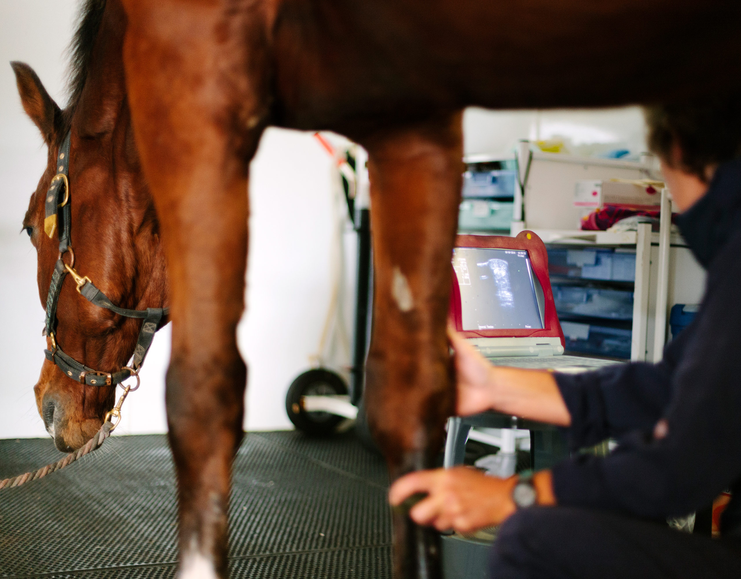 Vet treating equine joint health