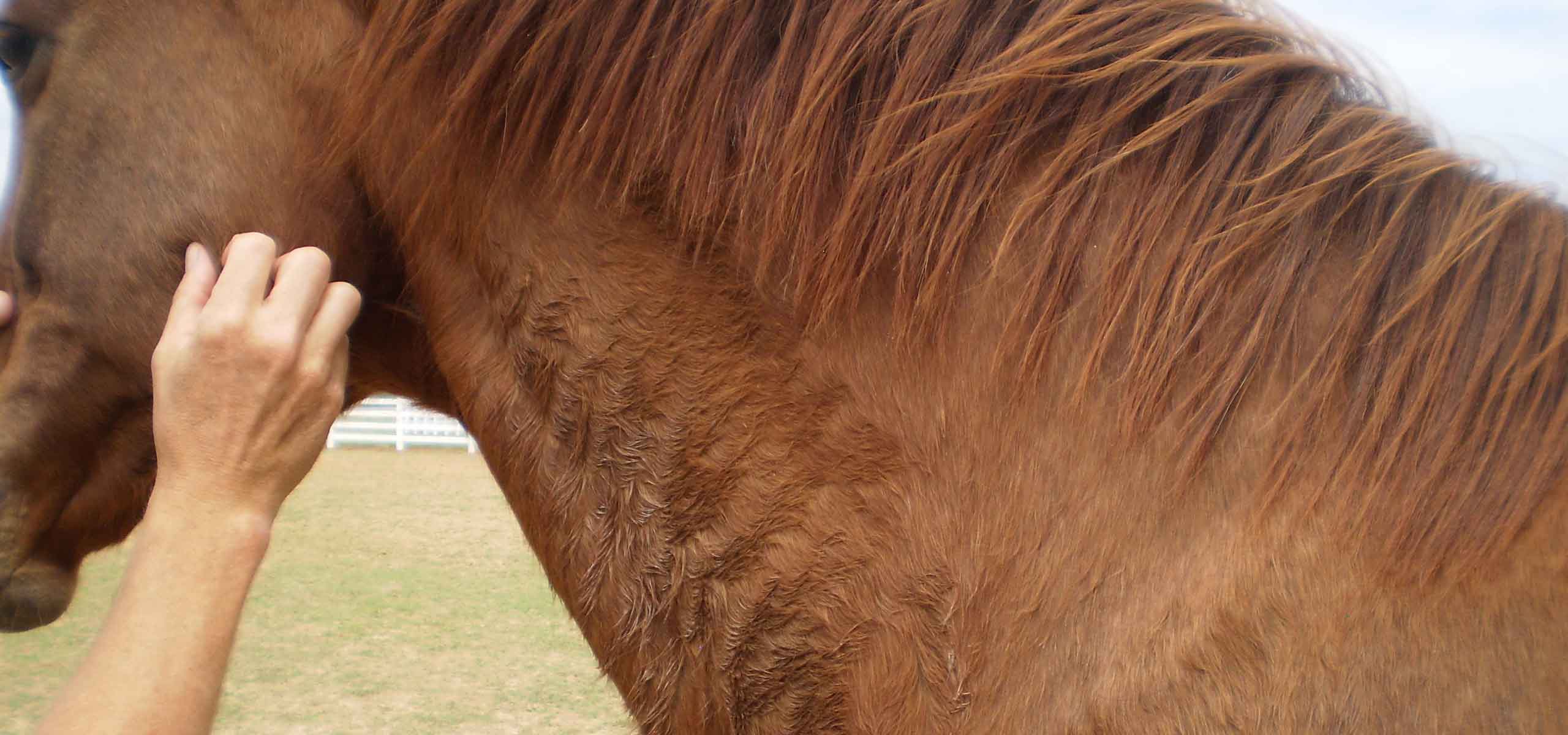 Horse exhibiting excess sweating. 