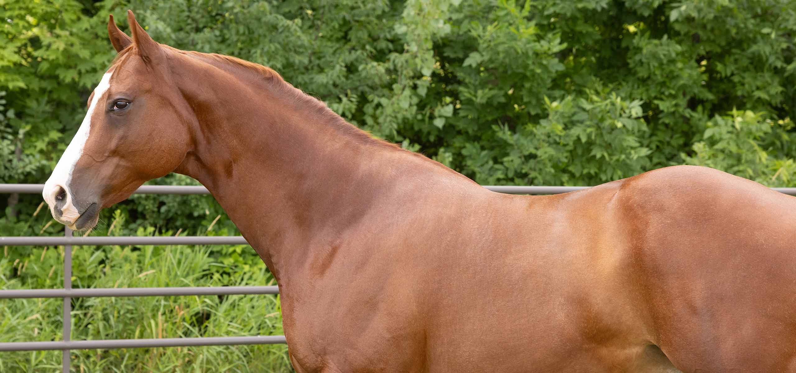 A horse running near a fence representing a whole horse approach to PPID management