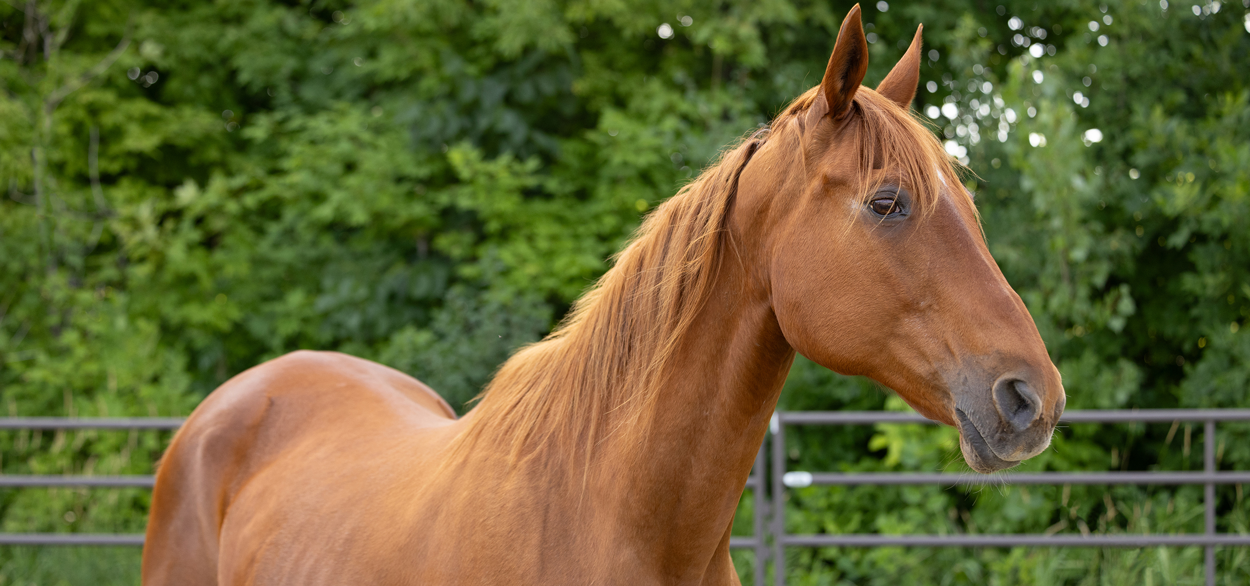 Brown horse