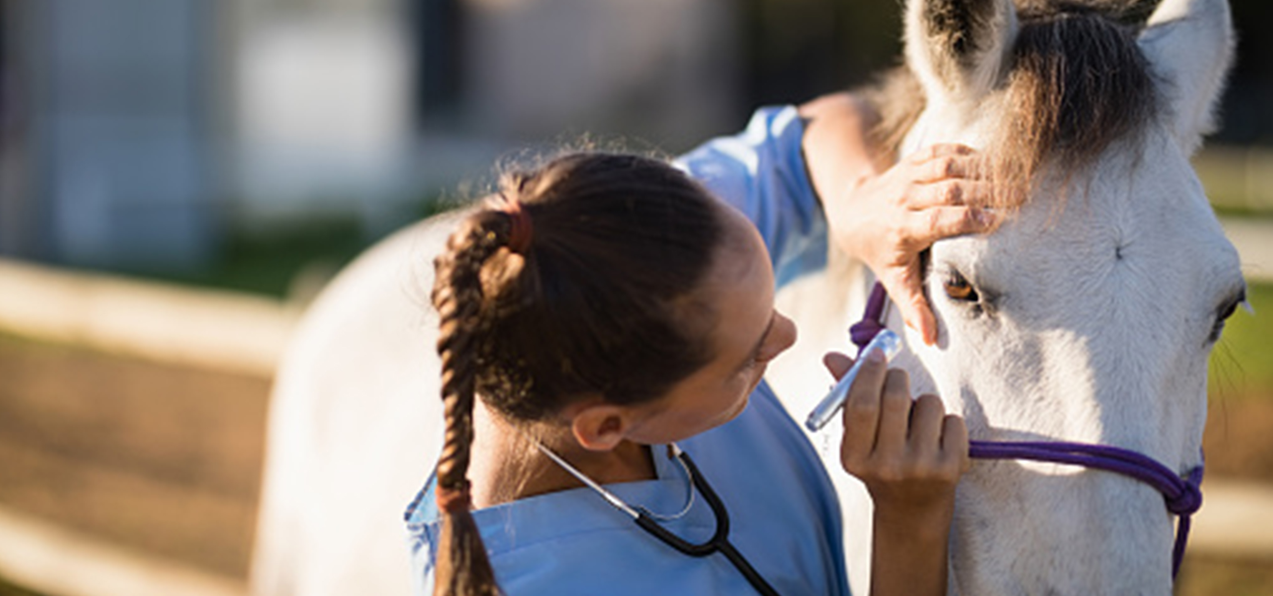 A vet checking a horses eye for possible PPID