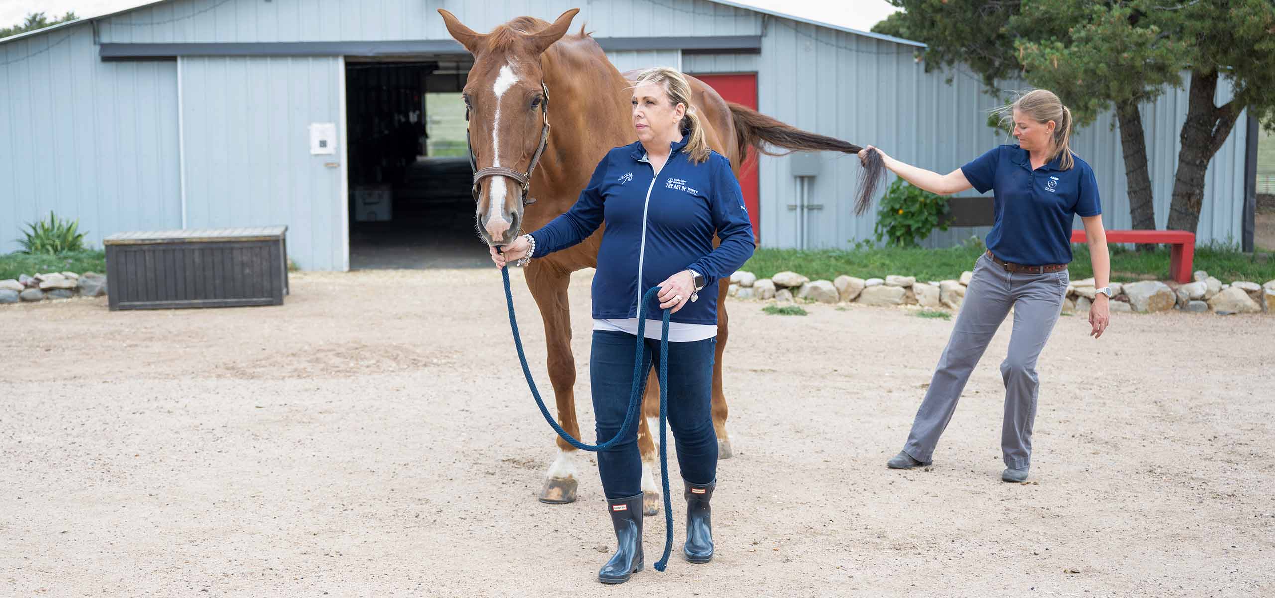 Brown horse with two vet's checking neurological health